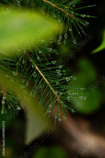 Fototapeta Dewdrops glisten on evergreen needles in a serene forest after rainfall. Hiking in Carpathian Mountains, Ukraine