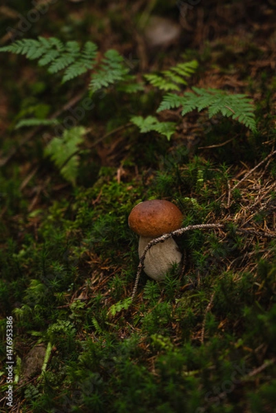 Fototapeta Mushroom growing on forest floor surrounded by lush green moss and foliage during early morning light. Hiking in Carpathian Mountains, Ukraine