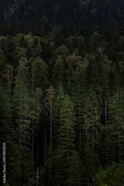 Fototapeta Dense green forest with mist rolling over dark mountain in the early morning light. Hiking in Carpathian Mountains, Ukraine