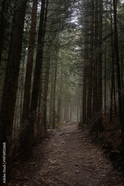 Fototapeta Foggy forest trail surrounded by tall trees in early morning light. Hiking in Carpathian Mountains, Ukraine