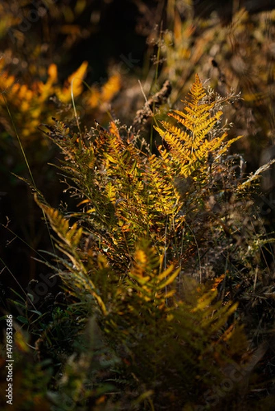 Fototapeta Golden ferns basking in the warm glow of evening sunlight in a tranquil forest setting. Hiking in Carpathian Mountains, Ukraine