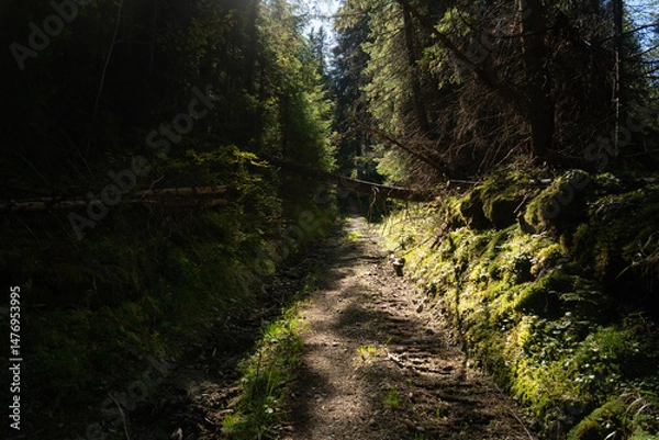 Fototapeta Rocky forest path winding through lush green trees in midday sunlight near a tranquil hillside. Hiking in Carpathian Mountains, Ukraine