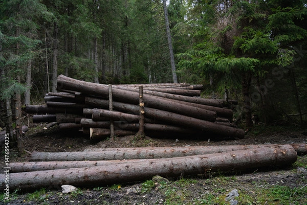 Fototapeta Deforestation. Stacked logs ready for transport in a forest setting during daylight hours. Hiking in Carpathian Mountains, Ukraine