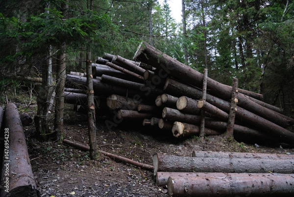 Fototapeta Deforestation. Stacked logs ready for transport in a forest setting during daylight hours. Hiking in Carpathian Mountains, Ukraine