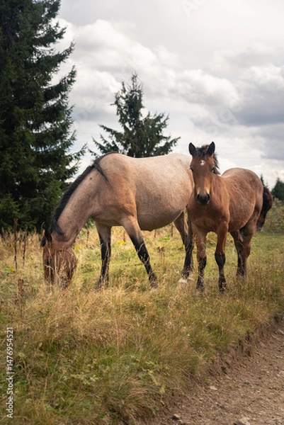 Fototapeta Horses grazing peacefully in a lush green field near a forest on a cloudy day. Hiking in Carpathian Mountains, Ukraine