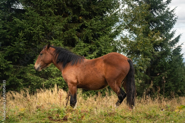 Fototapeta Horses grazing peacefully in a lush green field near a forest on a cloudy day. Hiking in Carpathian Mountains, Ukraine