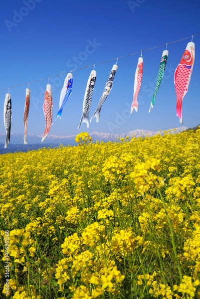 Obraz 鯉のぼりと菜の花畑