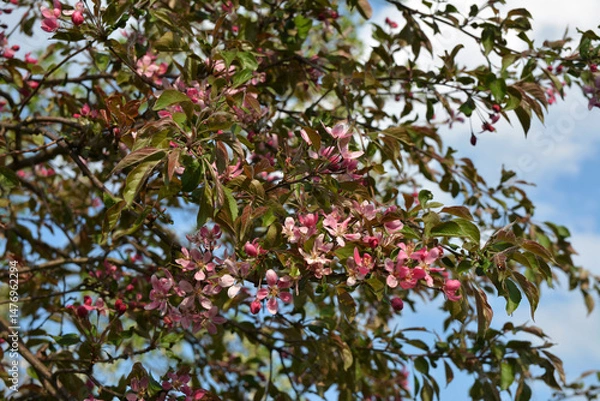 Fototapeta flowering of paradise apple trees