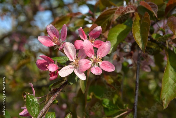 Fototapeta flowering of paradise apple trees