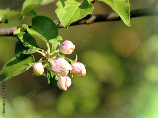Fototapeta closed apple tree buds on green bokeh background in spring