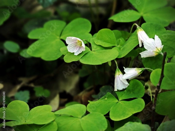 Fototapeta Oxalis Leaves with White Bud in Spring Light, Clover Like Plant, Green and Bright, Side View