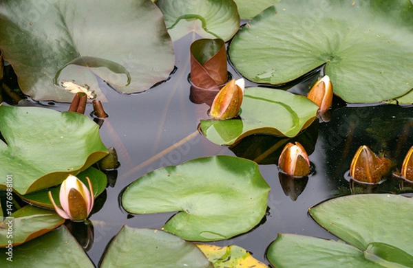 Obraz water lilies floating on the surface of the water in the city pond.