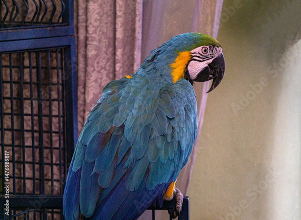 Obraz Colorful yellow and blue parrot standing on a stick.