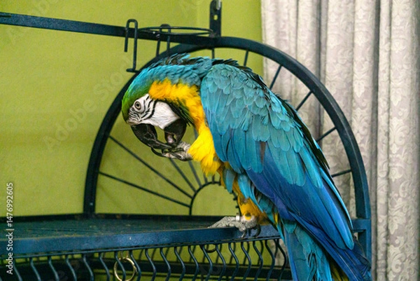 Obraz Colorful yellow and blue parrot standing on a stick.