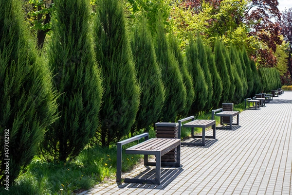 Fototapeta A long row of benches is neatly lined up along a sidewalk in a park