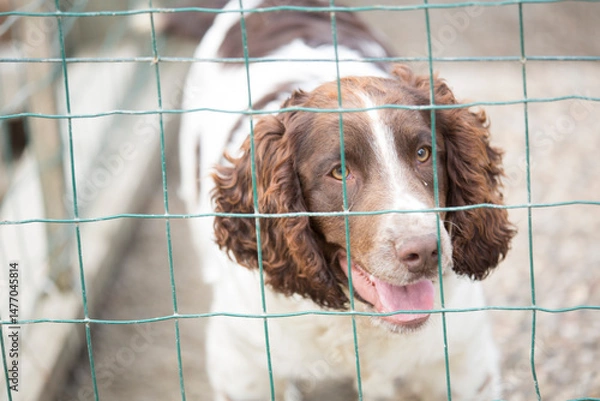 Fototapeta A close-up shot of a brown and white dog's face as it looks directly at the camera through a wire fence, with a curious or pleading expression.