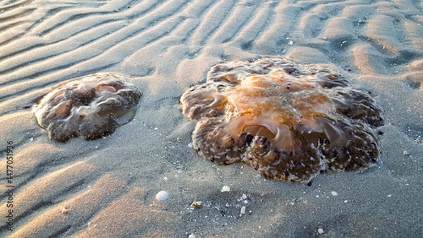 Fototapeta A close-up photograph of a jellyfish lying on a sandy beach, showing its translucent, textured body and the granular texture of the sand.