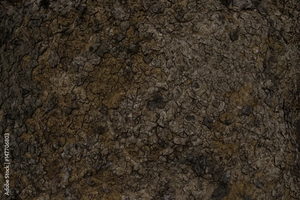 Fototapeta Bark texture