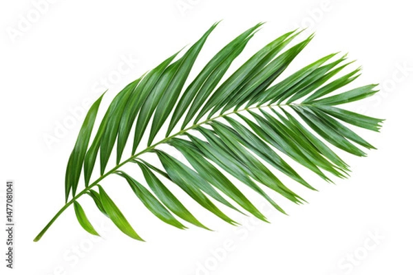 Fototapeta Stunning Tropical Palm Leaf . Transparent background PNG