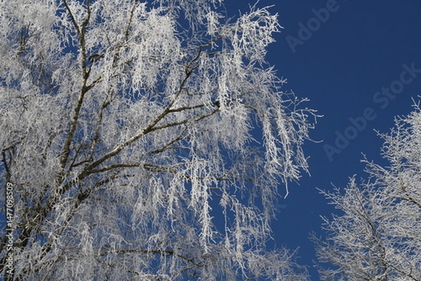 Obraz snow covered brances, blue sky