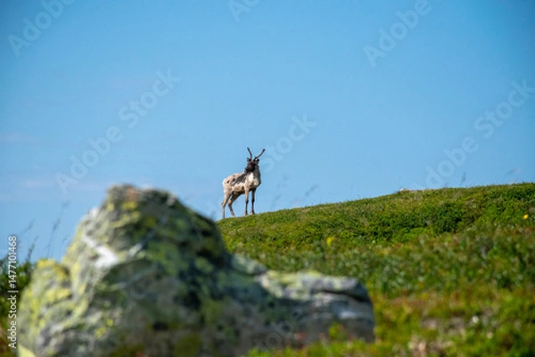 Obraz Reindeer in mountain landscape