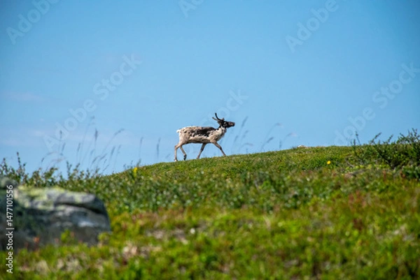 Obraz Reindeer in mountain landscape