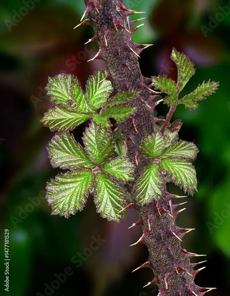Fototapeta New blackberry bramble shoots in the hedgerow closeup
