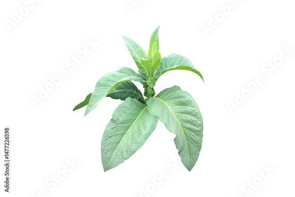 Fototapeta Isolated tobacco plant, leaf, branch and trunk with transparent background.