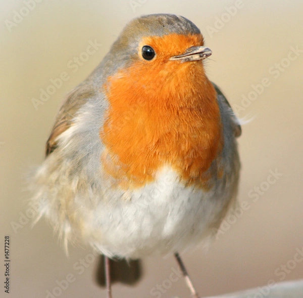 Fototapeta robin