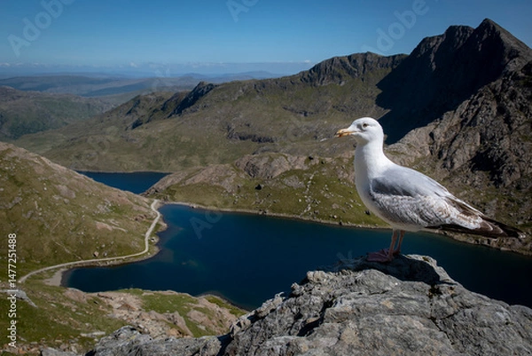 Obraz a seagull on the top of the tallest mountain in wales