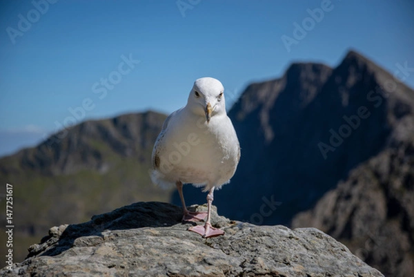 Obraz a seagull on the top of the tallest mountain in wales