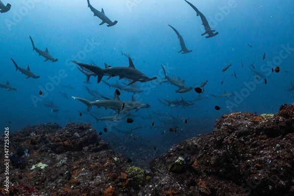 Fototapeta ハンマーヘッドの群れ