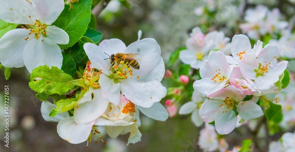 Fototapeta closeup apple tree branch in blossom, spring rural garden background