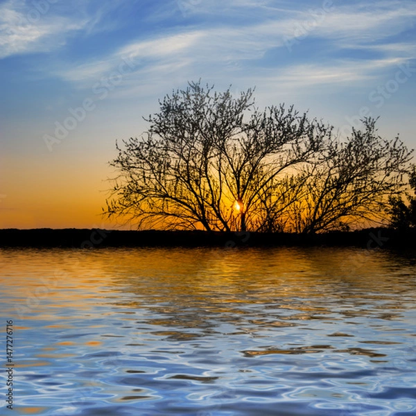 Fototapeta tree silhouette on lake coast reflected in a water at the sunset