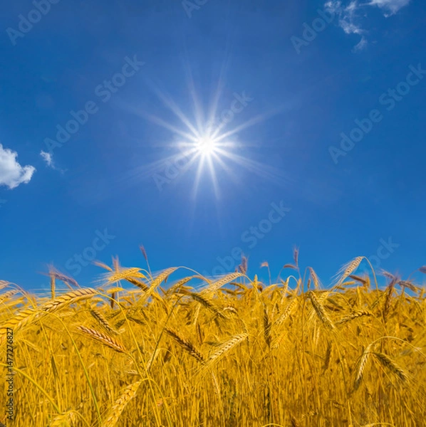 Fototapeta closeup wheat  ear among field on blue cloudy sky background at the summer sunny day