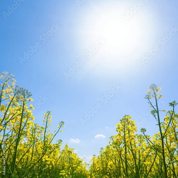 Fototapeta yellow rape field in blossom under of sparkle sun, spring agricultural scene