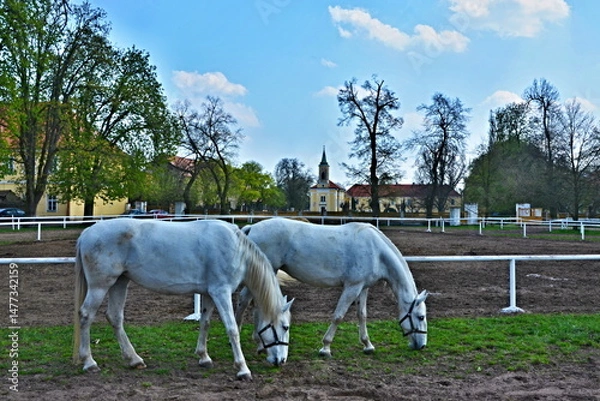 Fototapeta Czech Republic-view on the horses in the stud Kladruby