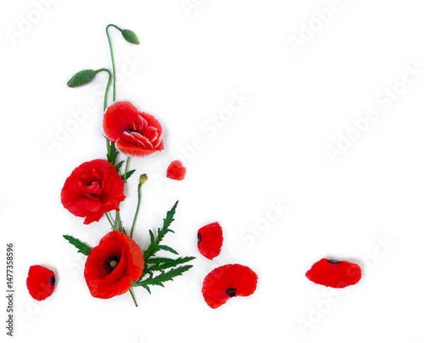 Fototapeta Flowers red poppies ( corn poppy, corn rose, field poppy ) and petals on a white background with space for text. Top view, flat lay