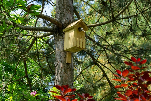 Obraz Birdhouse with tit flying inside is located on trunk of Austrian pine or black pine (Pinus Nigra) tree. Spring garden with bright greenery and purple foliage