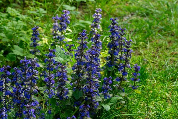 Obraz Vibrant blue flowers of Ajuga reptans Atropurpurea blooming in lush green garden, showcasing vivid contrast of colors in natural setting