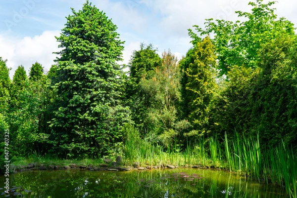 Obraz Luxary garden pond with vibrant greenery, featuring tall grasses and dense trees under bright, partly cloudy sky