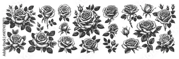 Fototapeta rose flower Set collection bundle sketch engraving generative ai vector illustration. Scratch board imitation. Black and white image.
