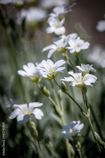 Obraz Pretty cerastium tomentosum flowers, commonly knwon as snow-in-summer, blooming on a sunny day