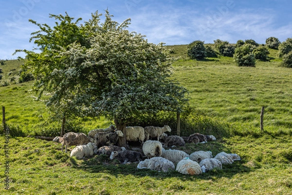Fototapeta A flock of sheep sheltering from the sun under a hawthorn tree, on a warm spring day in Sussex