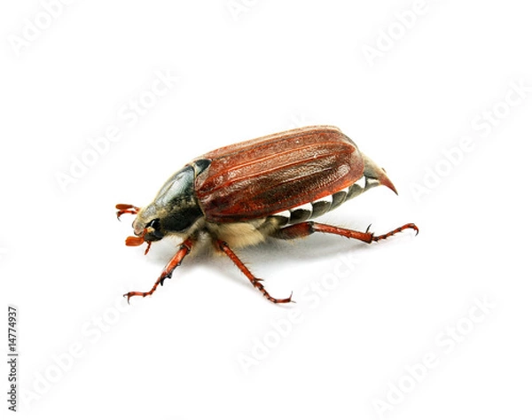 Fototapeta A may-bug isolated