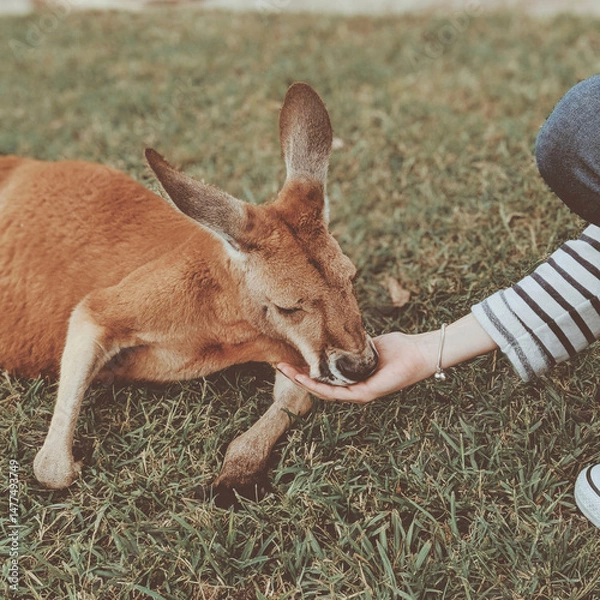 Fototapeta kangaroo in the zoo