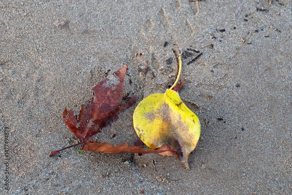 Obraz Quelques feuilles sur la plage et dans le sable