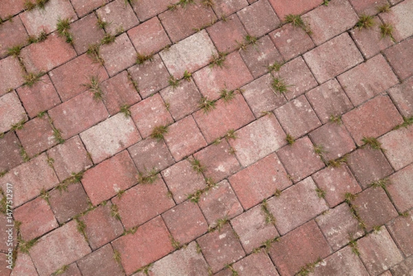 Fototapeta Grass growing through stone pavement.