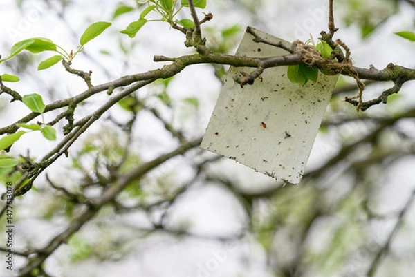 Fototapeta White tempting sticky note on a tree branch.
