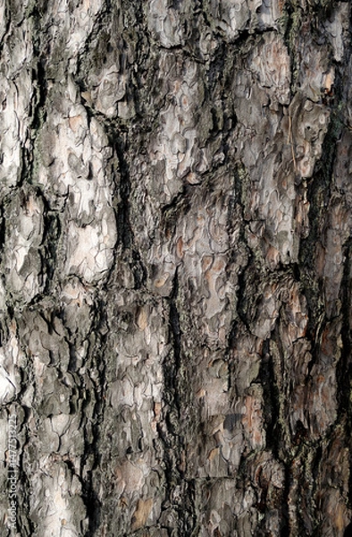 Fototapeta Pine tree bark texture.